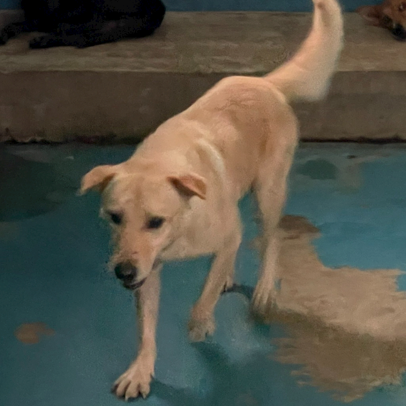 苗栗縣動物保護教育園區,編號:370340, 混種犬          