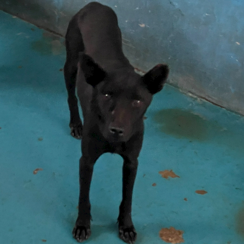 苗栗縣動物保護教育園區,編號:380469, 混種犬          