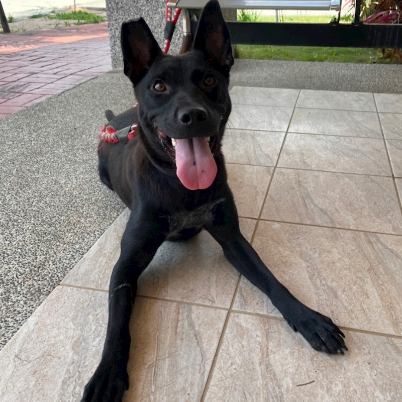 苗栗縣動物保護教育園區,編號:312774, 混種犬          