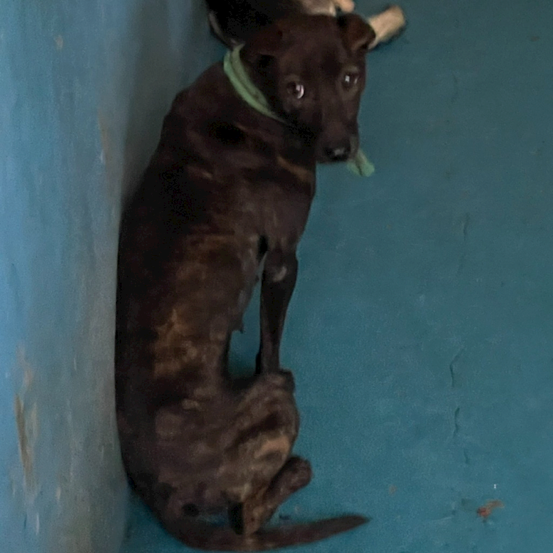 苗栗縣動物保護教育園區,編號:379924, 混種犬          