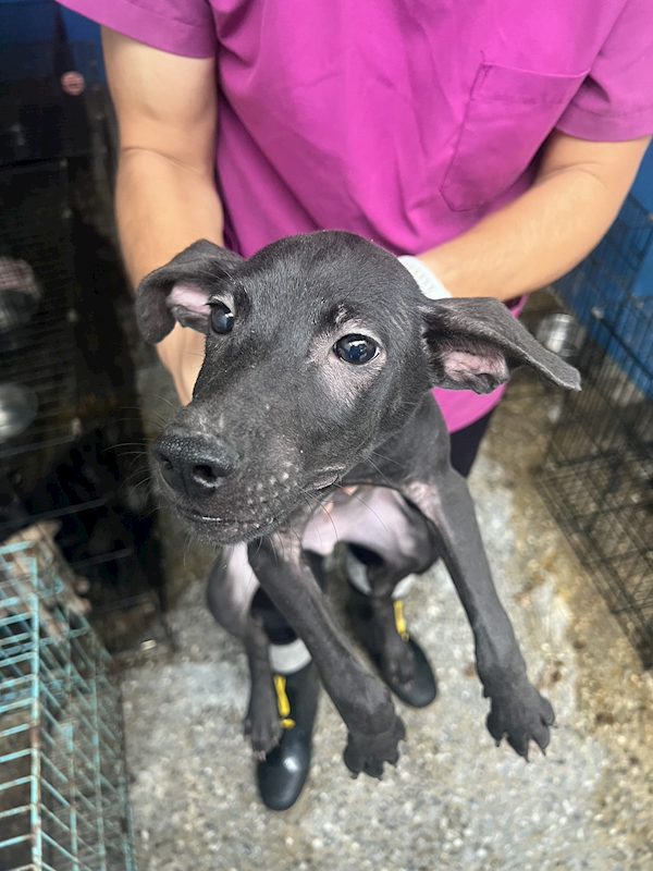 苗栗縣動物保護教育園區,編號:434866, 混種犬          