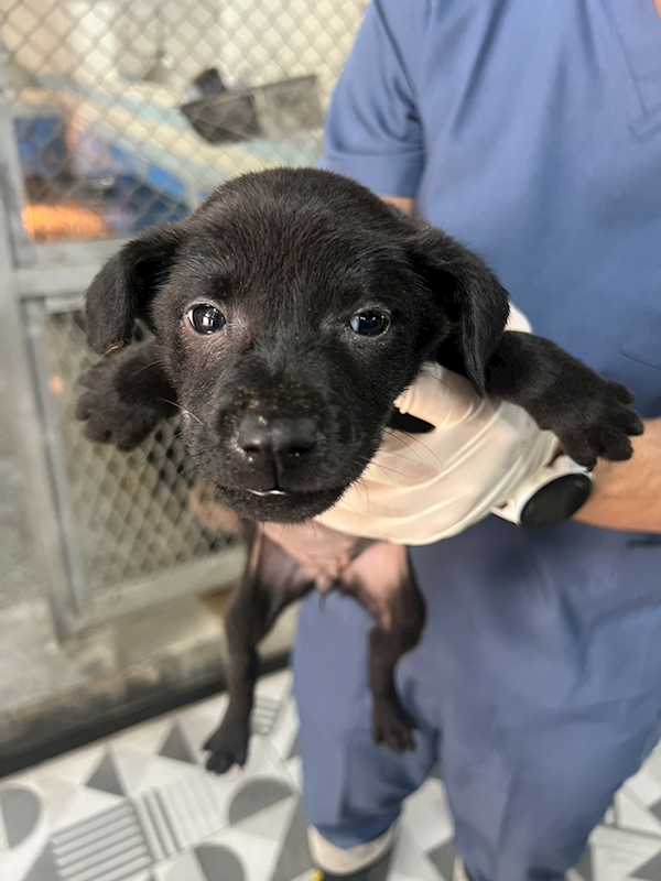 苗栗縣動物保護教育園區,編號:446960, 混種犬          