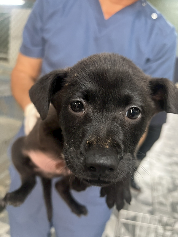 苗栗縣動物保護教育園區,編號:446955, 混種犬          