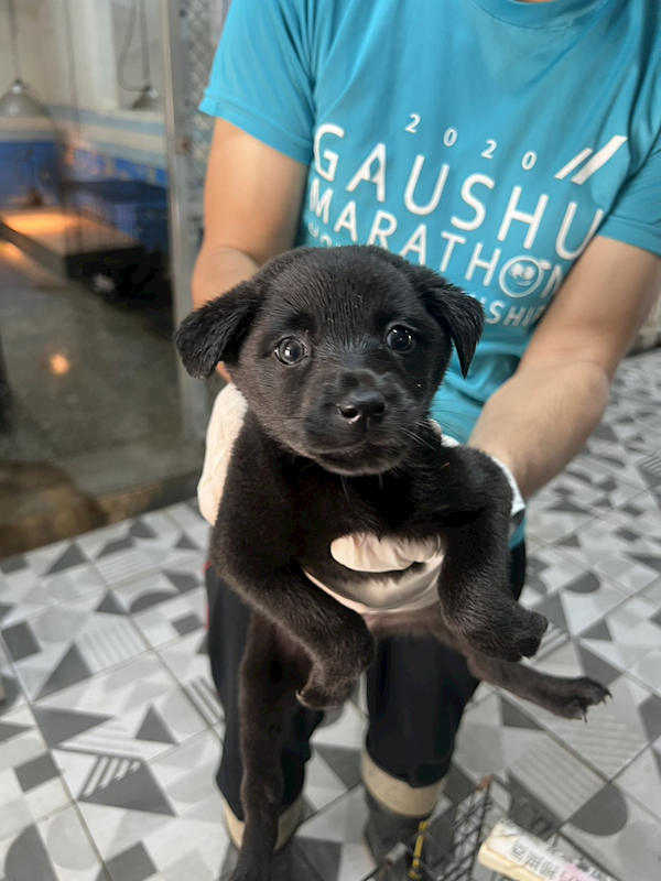 苗栗縣動物保護教育園區,編號:448541, 混種犬          