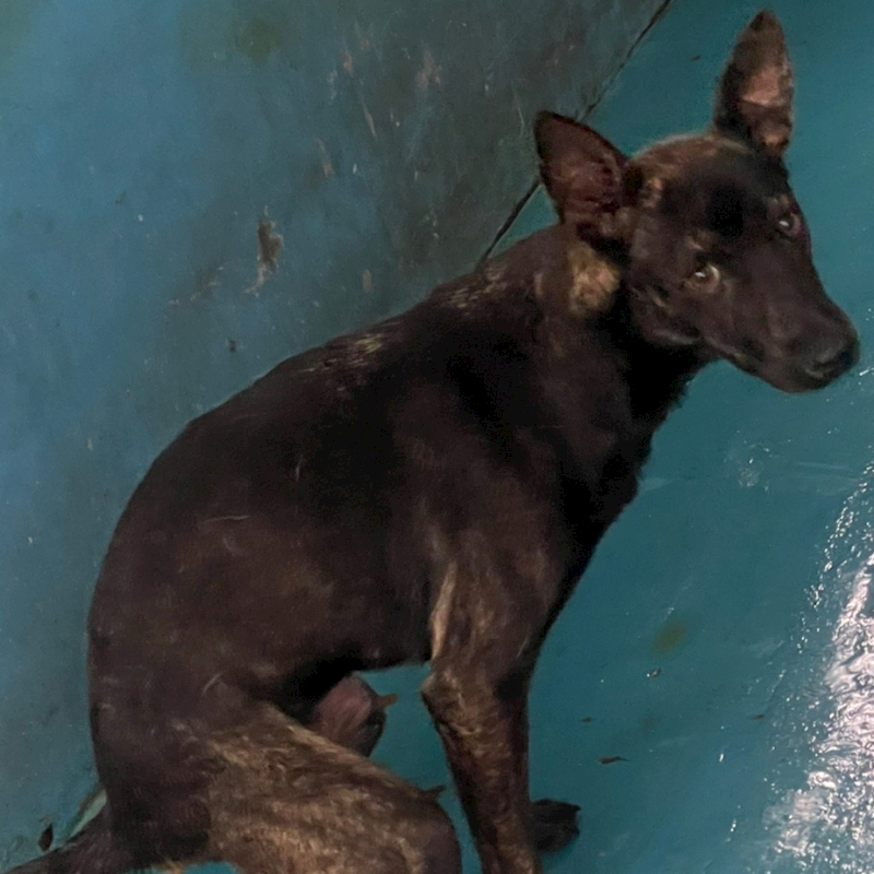 苗栗縣動物保護教育園區,編號:361040, 混種犬          