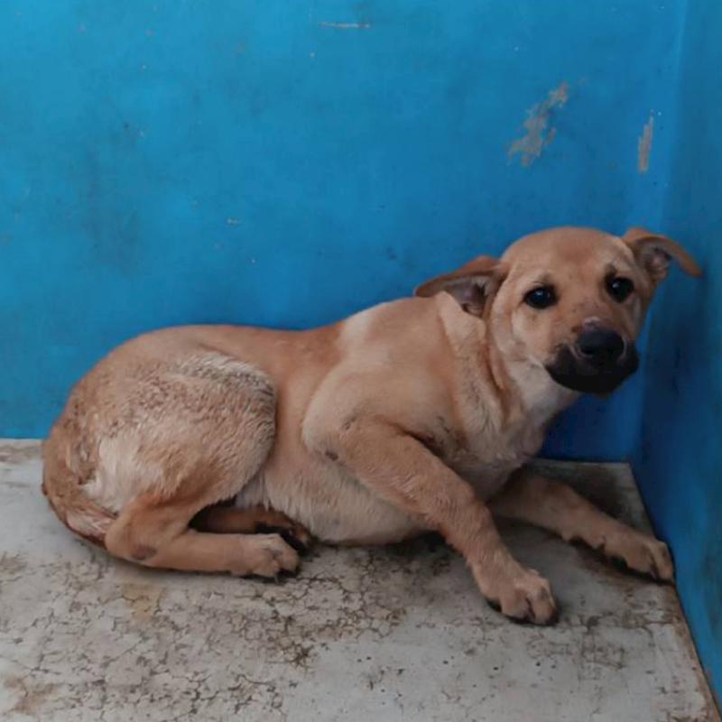 苗栗縣動物保護教育園區,編號:347381, 混種犬          