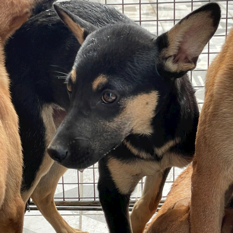 苗栗縣動物保護教育園區,編號:358268, 混種犬          