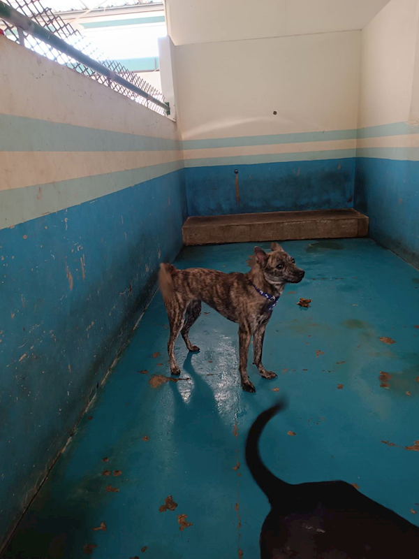 苗栗縣動物保護教育園區,編號:435426, 混種犬          