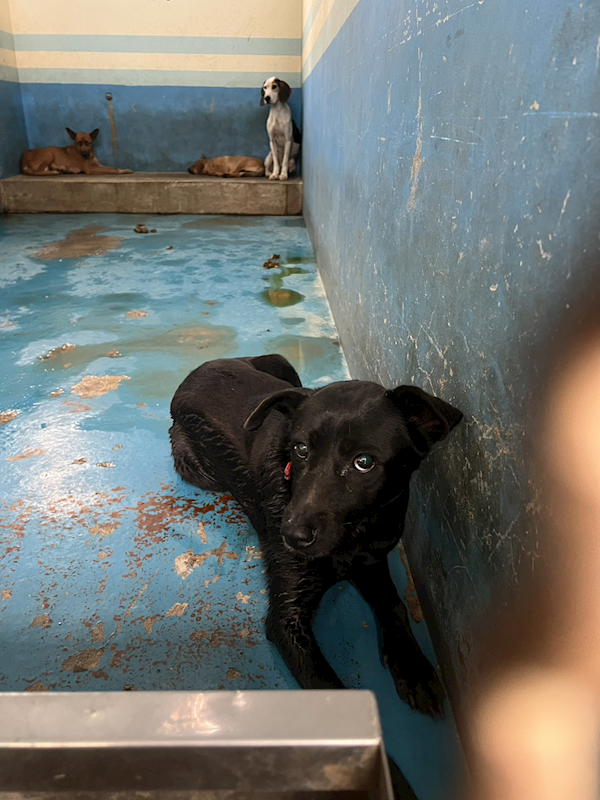 苗栗縣動物保護教育園區,編號:438919, 混種犬          