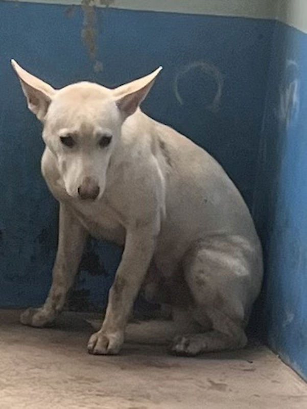 苗栗縣動物保護教育園區,編號:407045, 混種犬          