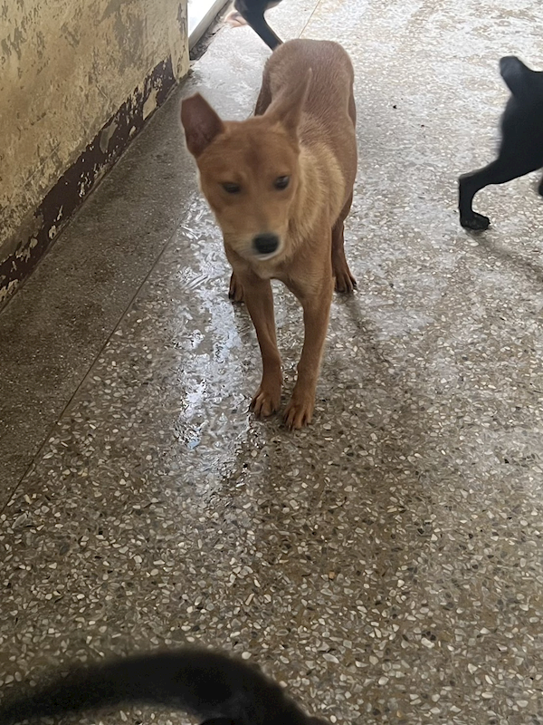 苗栗縣動物保護教育園區,編號:408555, 混種犬          