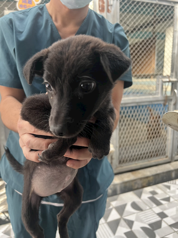 苗栗縣動物保護教育園區,編號:435423, 混種犬          