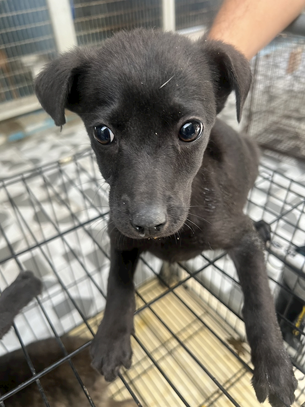 苗栗縣動物保護教育園區,編號:435410, 混種犬          