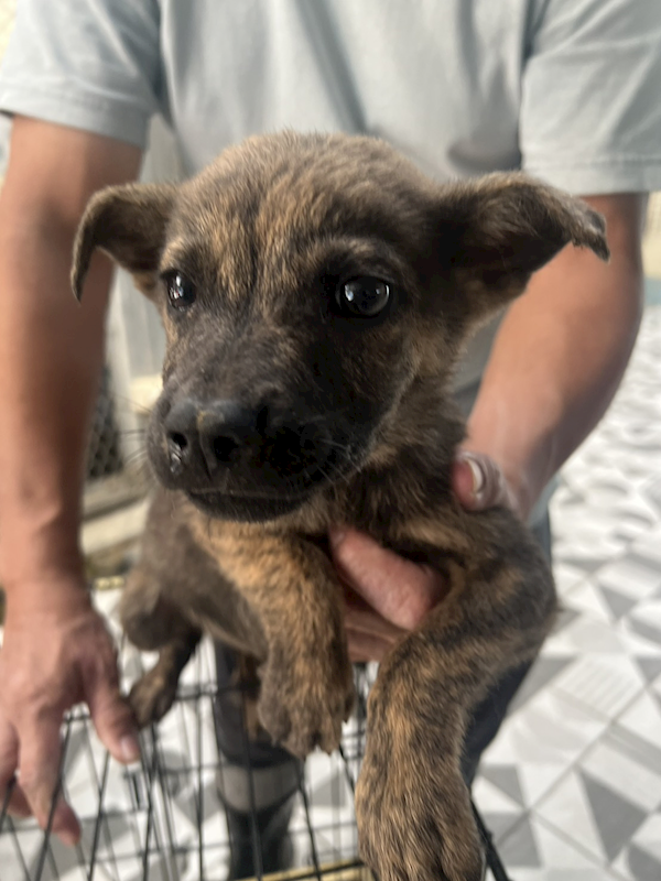苗栗縣動物保護教育園區,編號:435412, 混種犬          