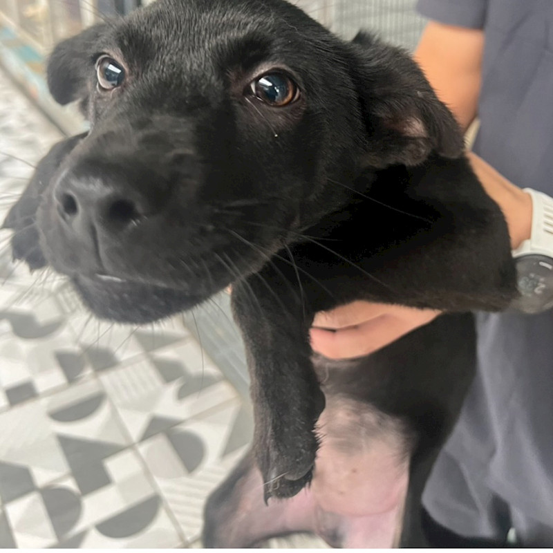 苗栗縣動物保護教育園區,編號:436836, 混種犬          