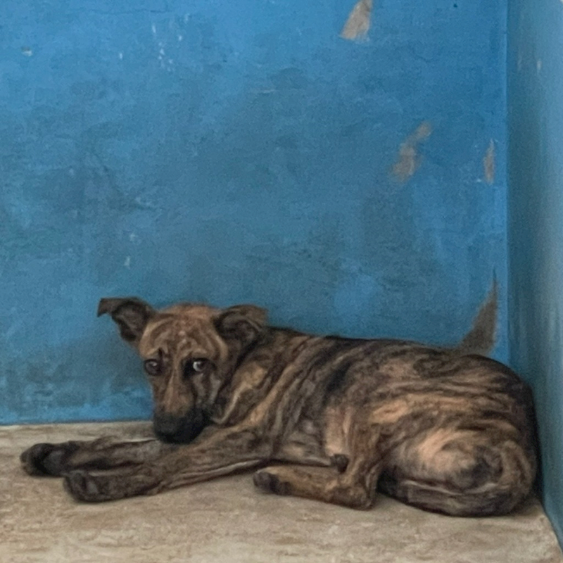 苗栗縣動物保護教育園區,編號:372543, 混種犬          