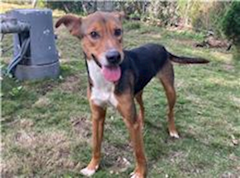 新竹市動物保護教育園區,編號:199245, 混種犬          