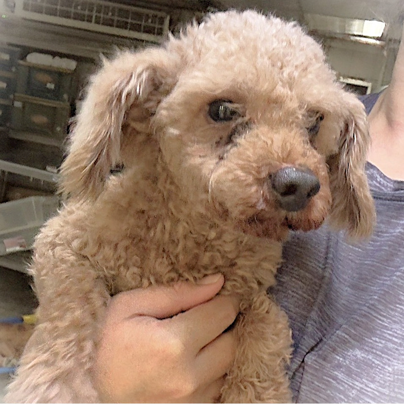 新北市新店區公立動物之家,編號:458040, 貴賓犬        