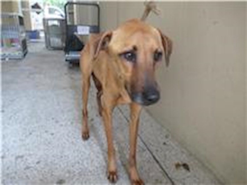 新竹市動物保護教育園區,編號:201940, 混種犬          