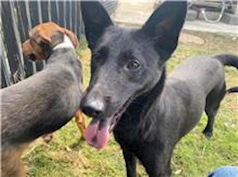 新竹市動物保護教育園區,編號:205429, 混種犬          