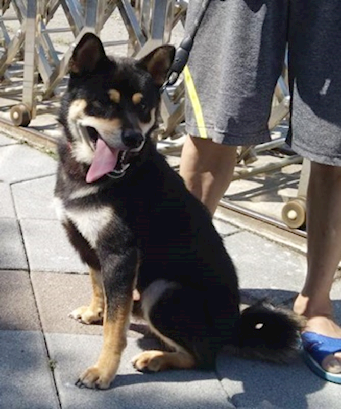 臺中市動物之家后里園區,編號:459760, 柴犬                  