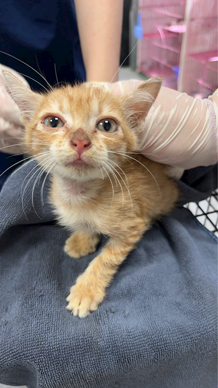 苗栗縣動物保護教育園區,編號:461001, 混種貓                 