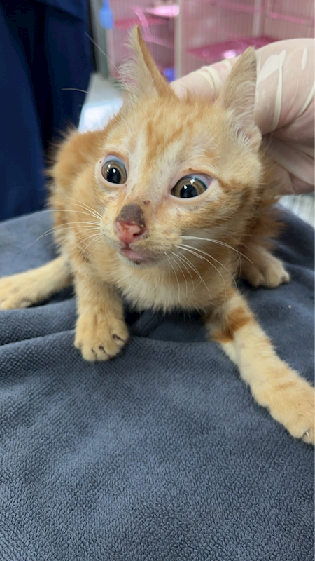苗栗縣動物保護教育園區,編號:460998, 混種貓                 