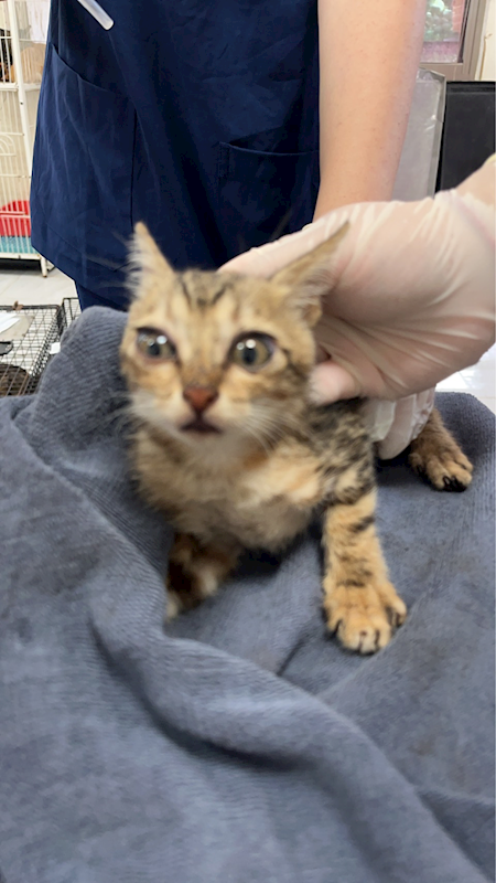 苗栗縣動物保護教育園區,編號:460997, 混種貓                 