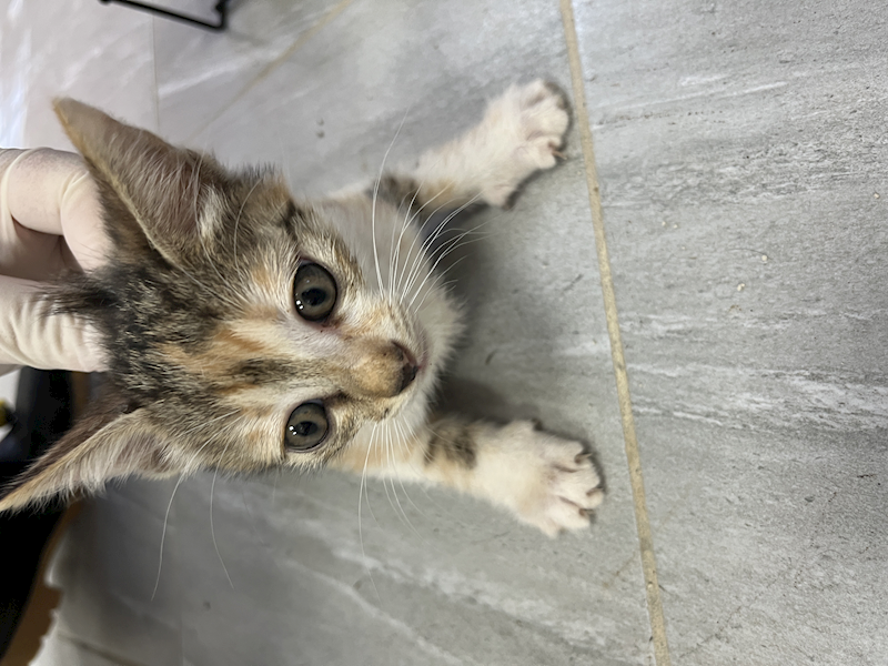 苗栗縣動物保護教育園區,編號:460995, 混種貓                 