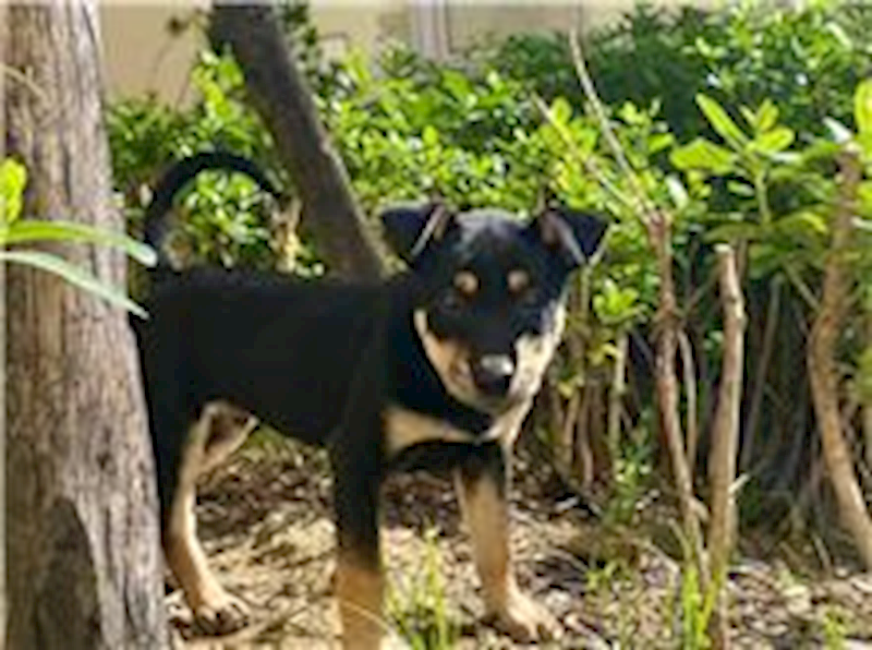 新竹市動物保護教育園區,編號:235619, 混種犬          