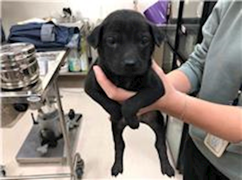 新竹市動物保護教育園區,編號:247121, 混種犬          