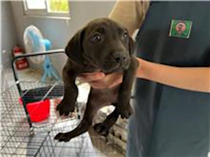 新竹市動物保護教育園區,編號:251919, 混種犬          