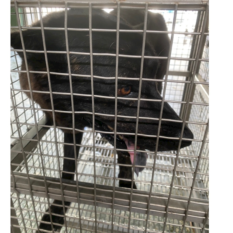 臺南市動物之家善化站,編號:460580, 混種犬          