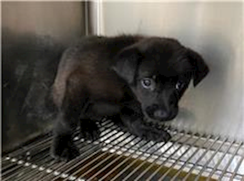 新竹市動物保護教育園區,編號:255500, 混種犬          