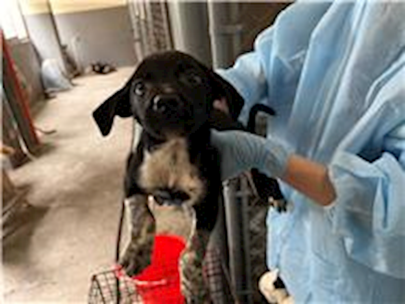 新竹市動物保護教育園區,編號:263117, 混種犬          