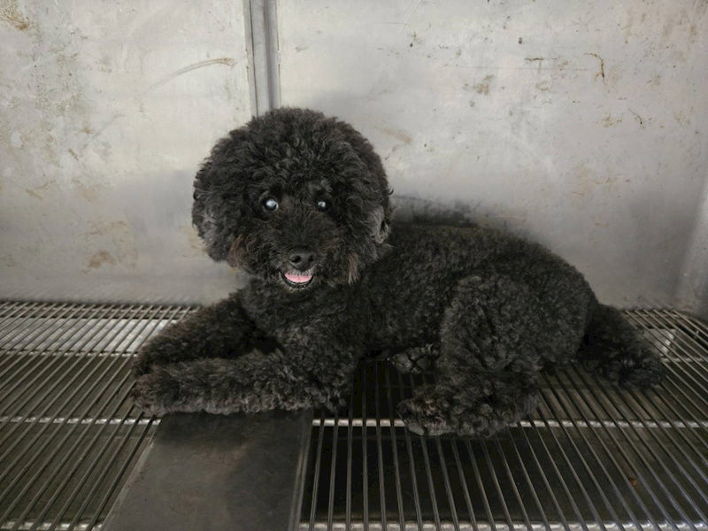 新竹市動物保護教育園區,編號:461050, 貴賓犬        