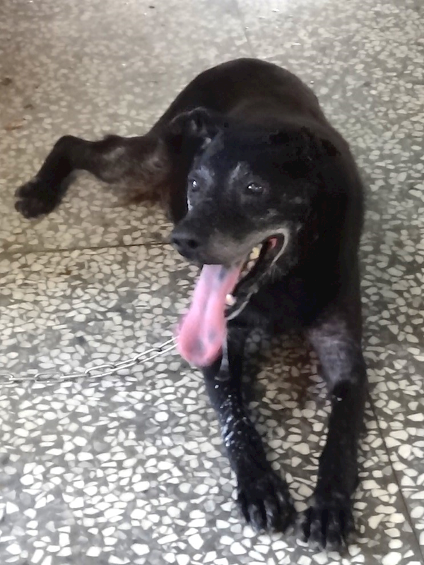 宜蘭縣流浪動物中途之家,編號:461162, 混種犬          