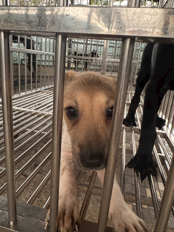 臺南市動物之家善化站,編號:461159, 混種犬          