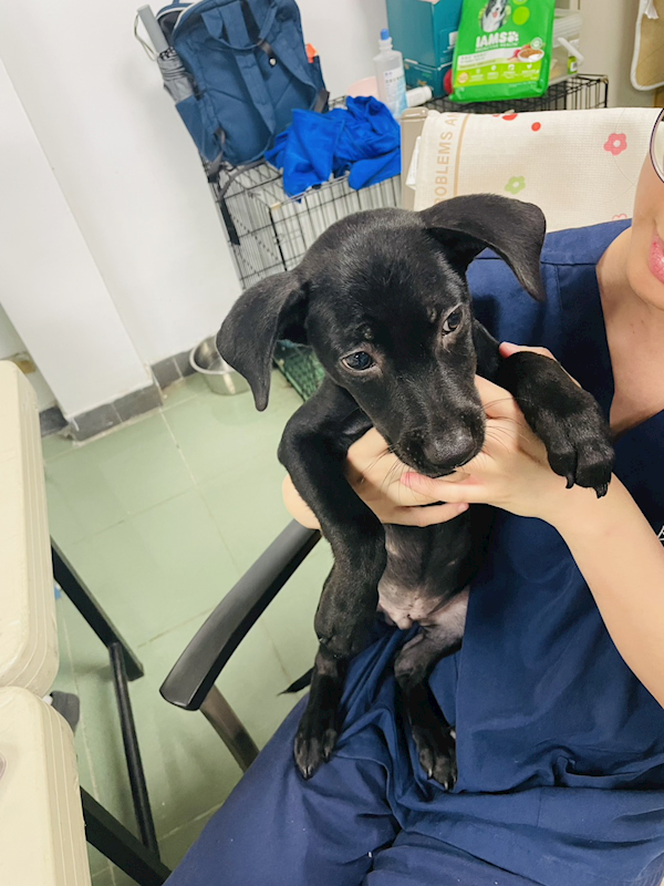 臺南市動物之家善化站,編號:461156, 混種犬          