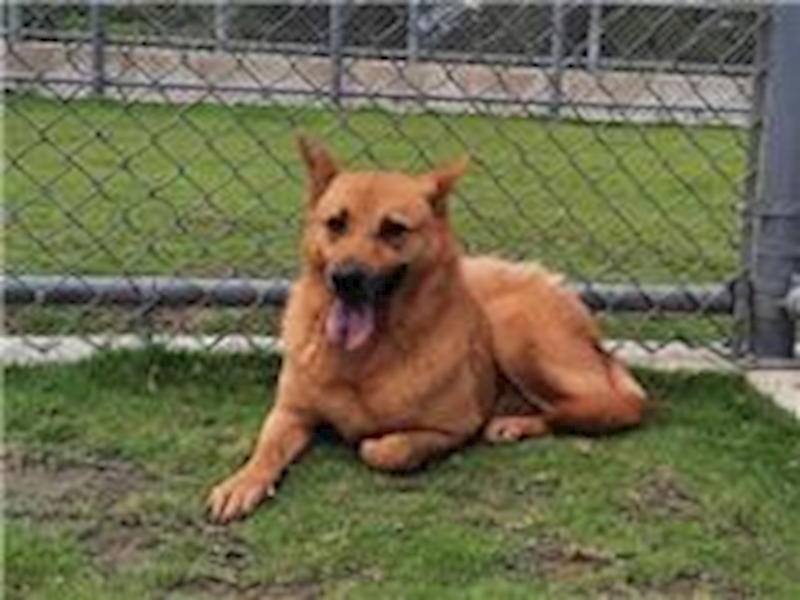 新竹市動物保護教育園區,編號:29274, 混種犬          