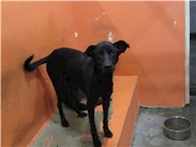 新竹市動物保護教育園區,編號:29280, 混種犬          