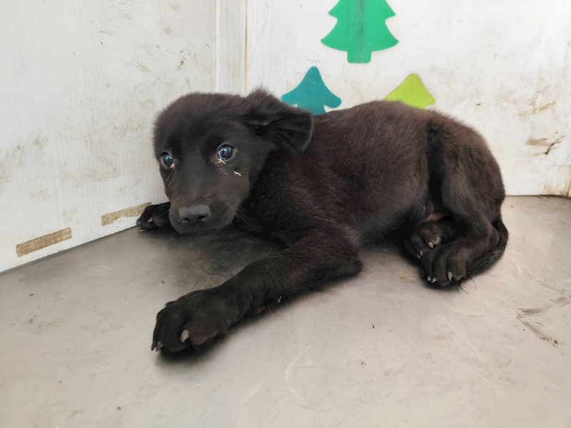 高雄市燕巢動物保護關愛園區,編號:461146, 混種犬          