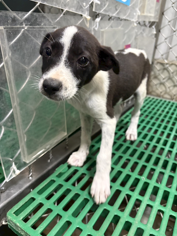 臺東縣動物收容中心,編號:459405, 混種犬          