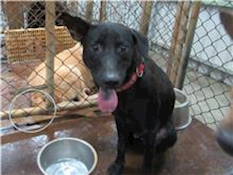 新竹市動物保護教育園區,編號:103143, 混種犬          