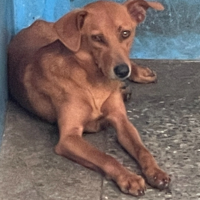 苗栗縣動物保護教育園區,編號:361628, 混種犬          