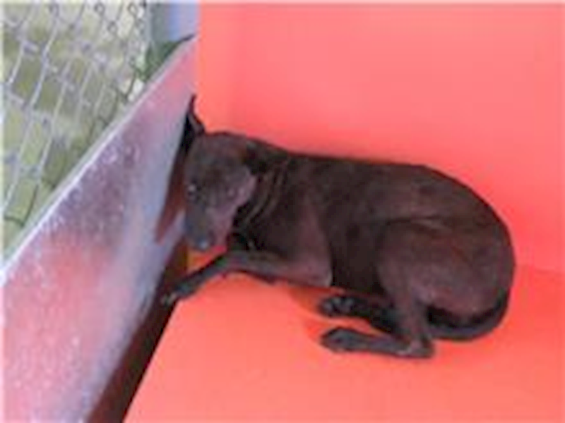 新竹市動物保護教育園區,編號:127063, 混種犬          