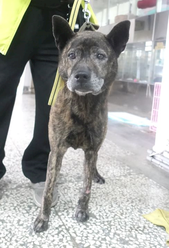宜蘭縣流浪動物中途之家,編號:451091, 混種犬          