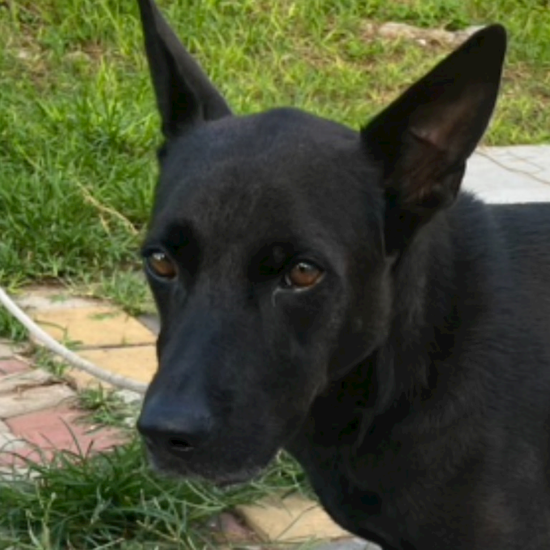 澎湖縣流浪動物收容中心,編號:461059, 混種犬          