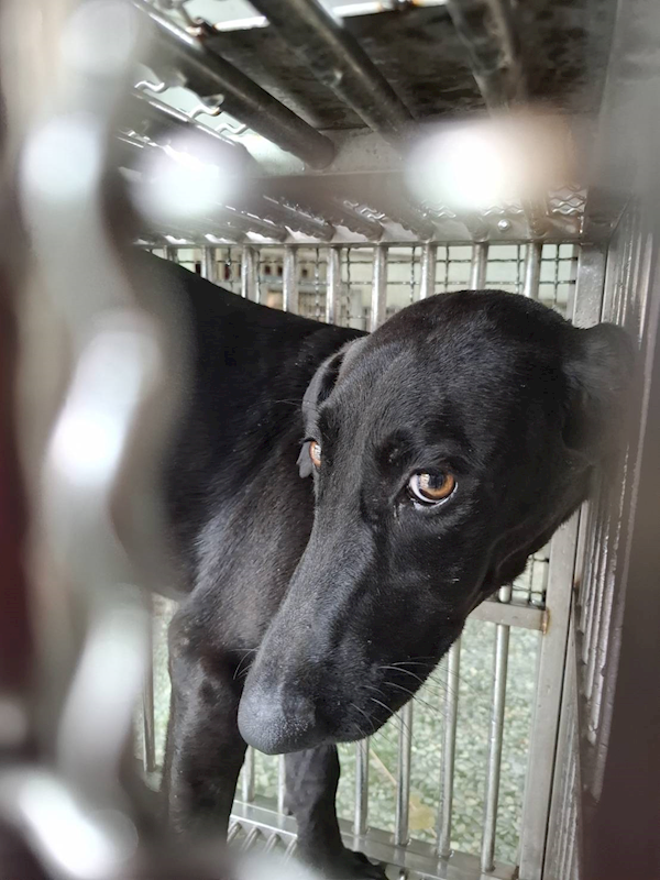 臺南市動物之家善化站,編號:461065, 混種犬          