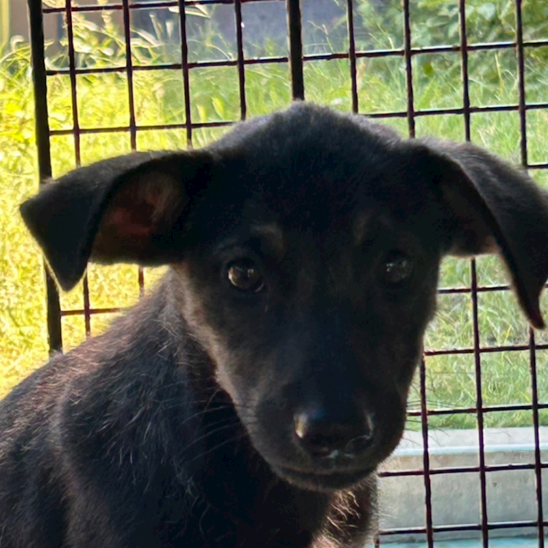 澎湖縣流浪動物收容中心,編號:461058, 混種犬          